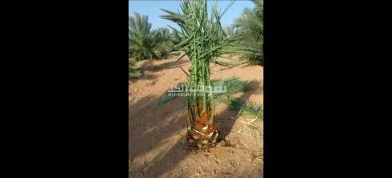 يوجد لدينا جميع انواع النخيل