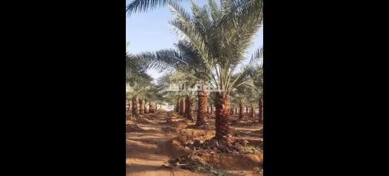 يوجد لدينا جميع انواع النخيل - 2