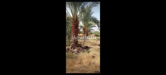 يوجد لدينا جميع انواع النخيل - 3