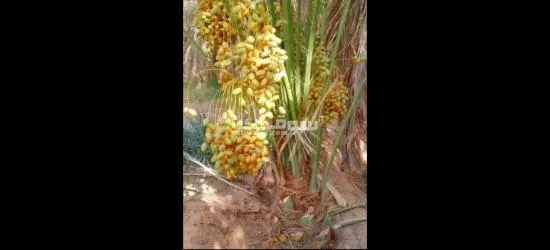 يوجد لدينا جميع انواع النخيل - 4