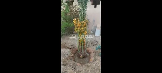 يوجد لدينا جميع انواع النخيل - 5