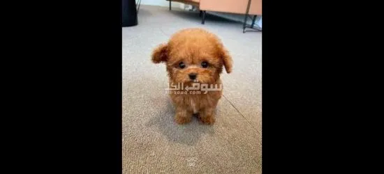 Cute and adorable  poodle puppy  for sale
