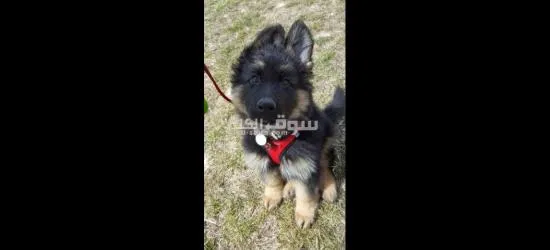 German Sheppard for sale - 2