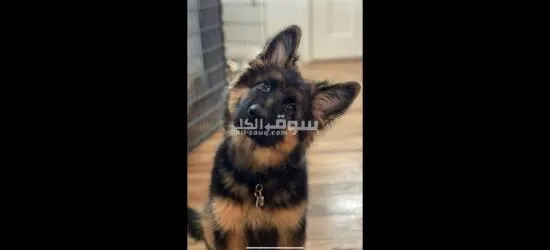 German Sheppard  puppy for sell