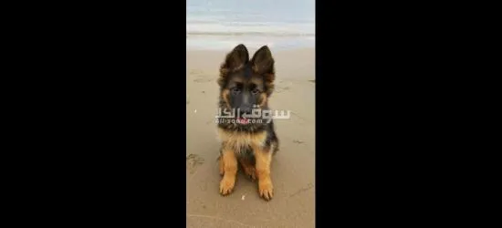 German Sheppard  puppy for sell - 2