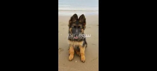 German Sheppard  puppy for sell