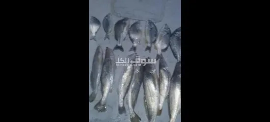 رحلات بحرية