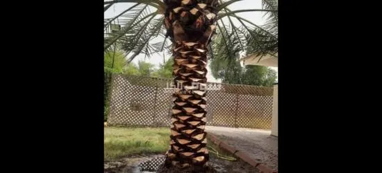 مقاولات زراعية نخيل