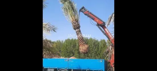 مقاولات زراعية نخيل - 2