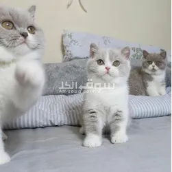 British shorthair kittens for Sale