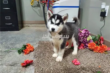 Siberian husky puppies available for Sale