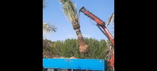 مقاولات زراعية نخيل