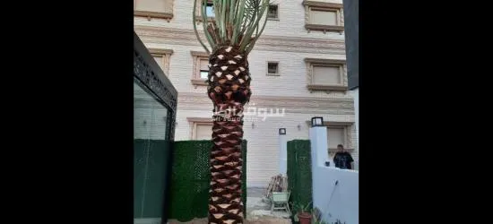 مقاولات زراعية نخيل - 2