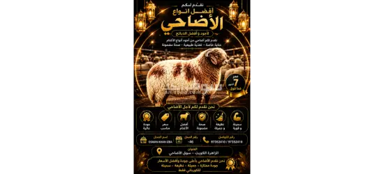 Naeemi Kuwaiti sheep