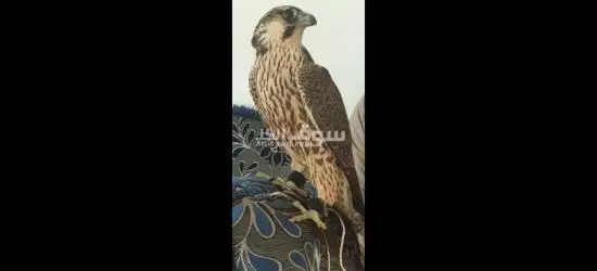 موجود في سوريا الشام