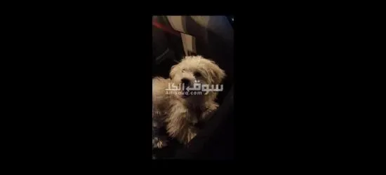 كلبه مالتيز 5 شهور للبيع بغرض السفر Maltese dog for sale female