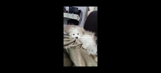 كلبه مالتيز 5 شهور للبيع بغرض السفر Maltese dog for sale female - 2