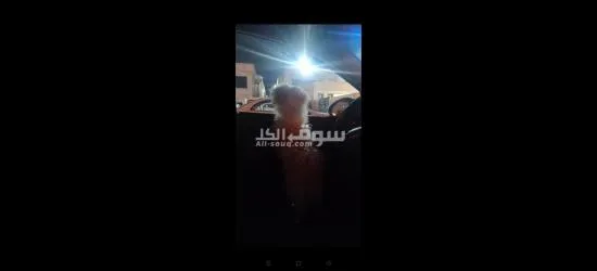 كلبه مالتيز 5 شهور للبيع بغرض السفر Maltese dog for sale female - 3