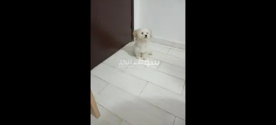 كلبه مالتيز 5 شهور للبيع بغرض السفر Maltese dog for sale female - 4