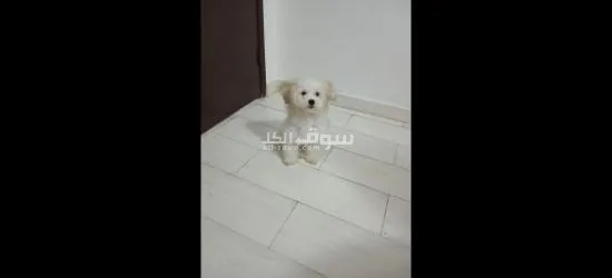 كلبه مالتيز 5 شهور للبيع بغرض السفر Maltese dog for sale female - 5