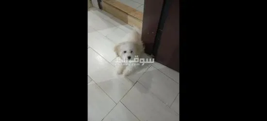 كلبه مالتيز 5 شهور للبيع بغرض السفر Maltese dog for sale female - 7