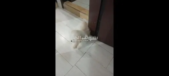 كلبه مالتيز 5 شهور للبيع بغرض السفر Maltese dog for sale female - 8