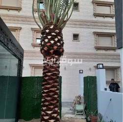 الكويت - 2