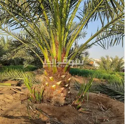 الكويت - 3