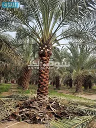 الكويت - 4