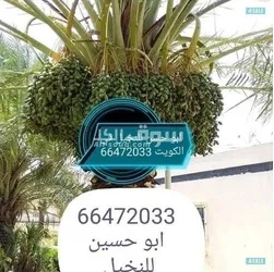 الكويت - 5