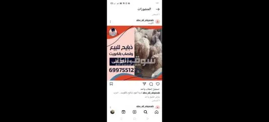 ذبايح للبيع بالكويت مع قصاب فى جميع مناطق الكويت 69975512