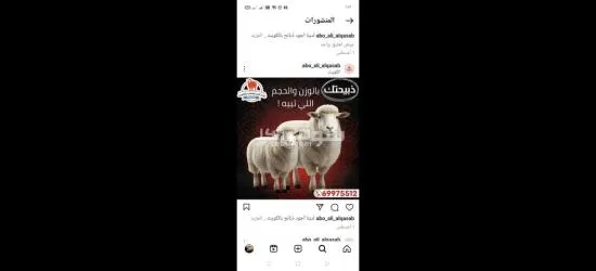 ذبايح للبيع بالكويت مع قصاب فى جميع مناطق الكويت 69975512 - 4